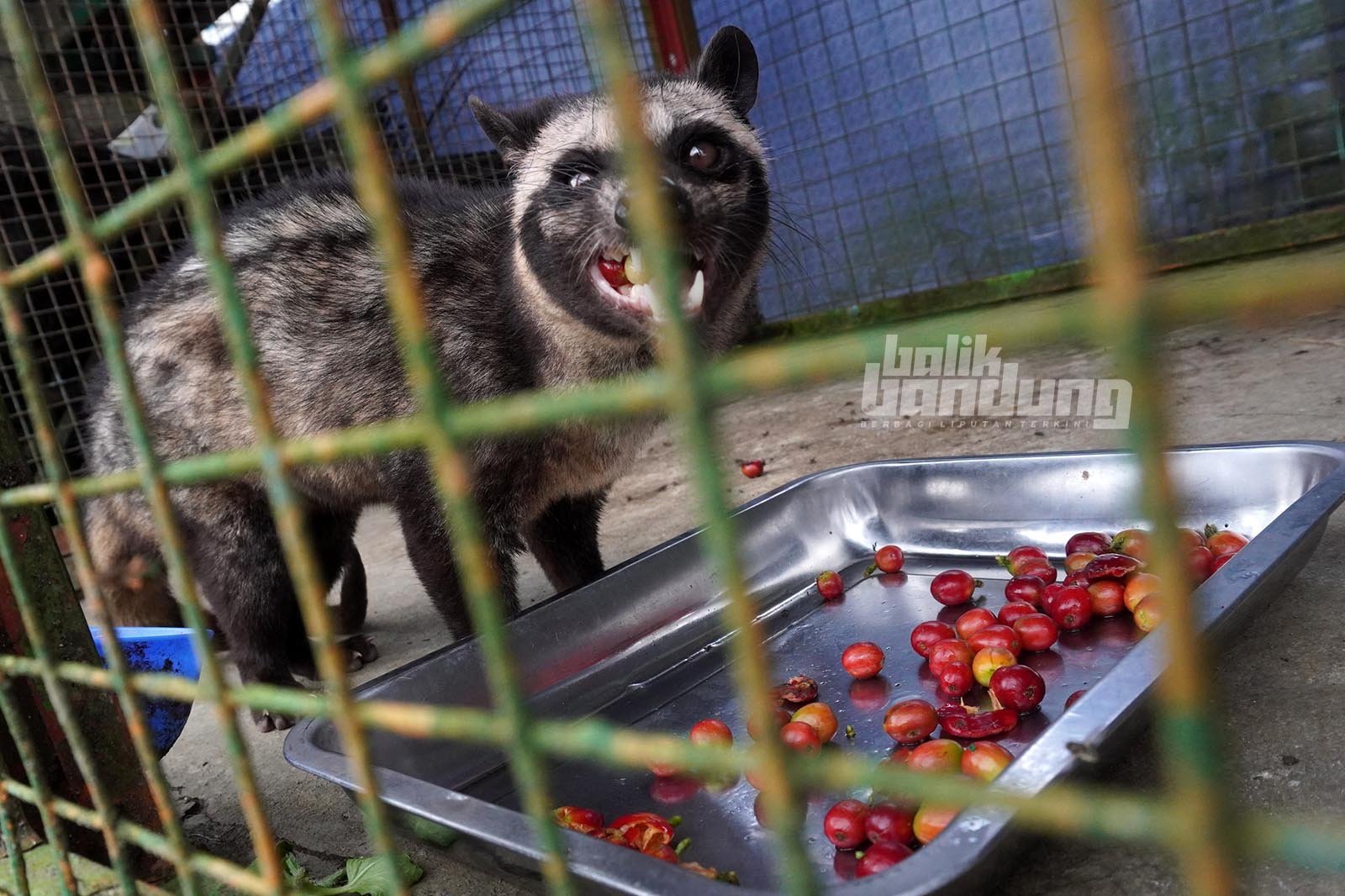 Bareto Coffee di Pangalengan, Kabupaten Bandung, Jawa Barat, Sabtu (7/2/2026).