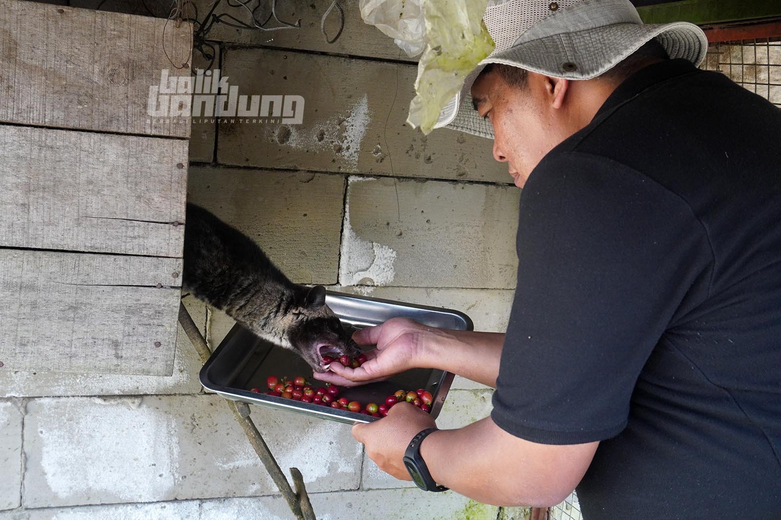 Bareto Coffee di Pangalengan, Kabupaten Bandung, Jawa Barat, Sabtu (7/2/2026).