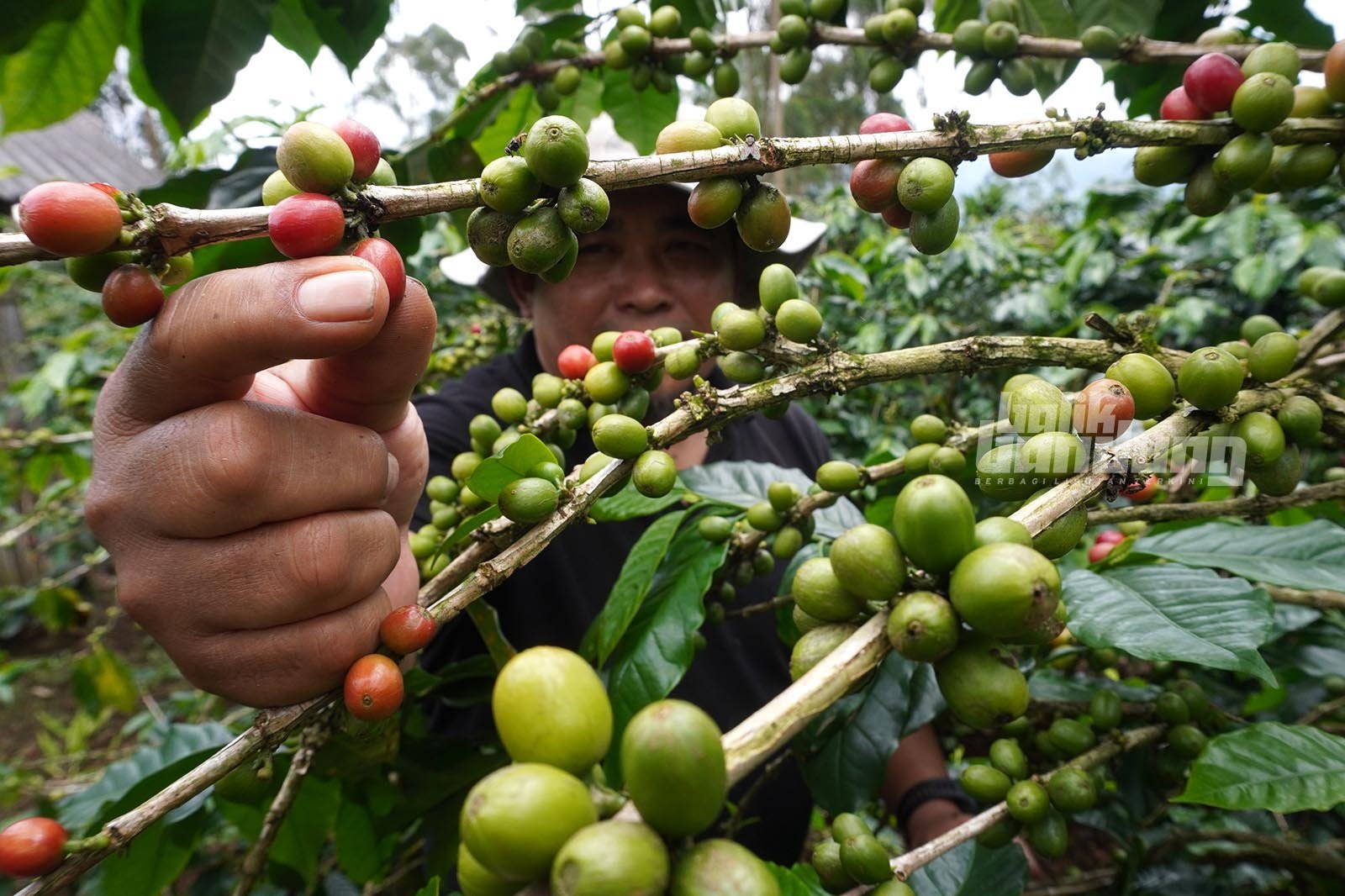 Bareto Coffee di Pangalengan, Kabupaten Bandung, Jawa Barat, Sabtu (7/2/2026).