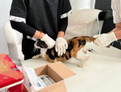 Waspada Penyakit Zoonosis, DKPP Kota Bandung Gelar Kegiatan Bangsawan di Ciumbuleuit