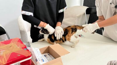 Bangsawan Zoonosis Bandung