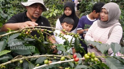 Bareto Coffee di Pangalengan, Kabupaten Bandung, Jawa Barat, Sabtu (7/2/2026).