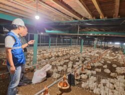 PLN Pastikan Tarif Listrik Tidak Naik hingga Juni 2026