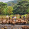 Liburan ke Bandung, Bisa Nginep di Braga Sekaligus Healing ke Tahura