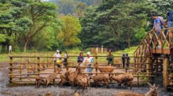 Liburan ke Bandung, Bisa Nginep di Braga Sekaligus Healing ke Tahura