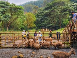 Liburan ke Bandung, Bisa Nginep di Braga Sekaligus Healing ke Tahura