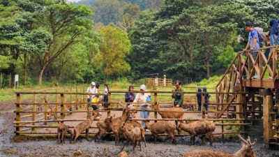 Liburan ke Bandung, Bisa Nginep di Braga Sekaligus Healing ke Tahura